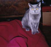 My cat, Marjorie, a blue British shorthair